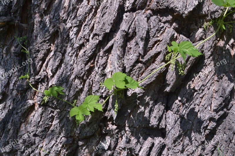 Bark Vjun Tree Trunk Plant