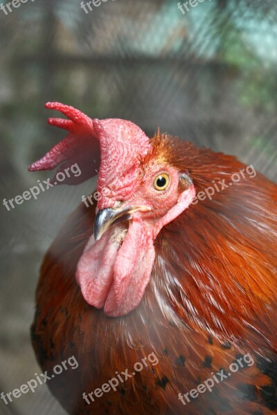 Cock Bird Macro Closeup Red