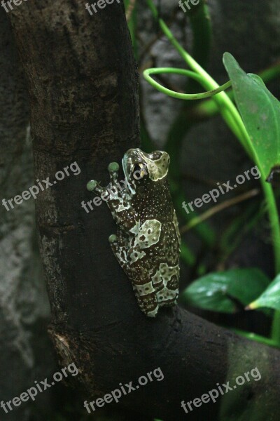 The Frog A Toad Amphibian Green Tree