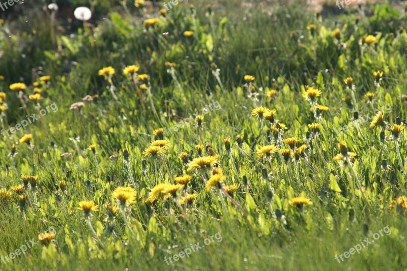 Dandelion Summer Sun Keto Yellow Flower