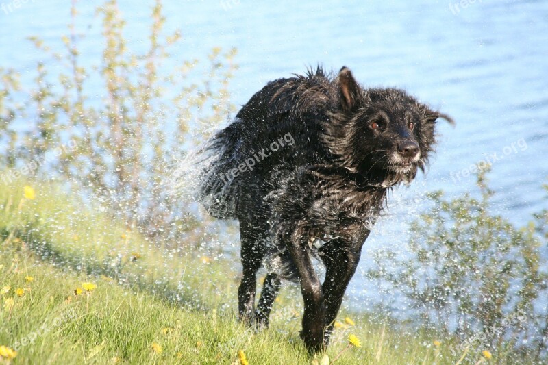 Dog Wet The Pleasure Of Happy Groenendael