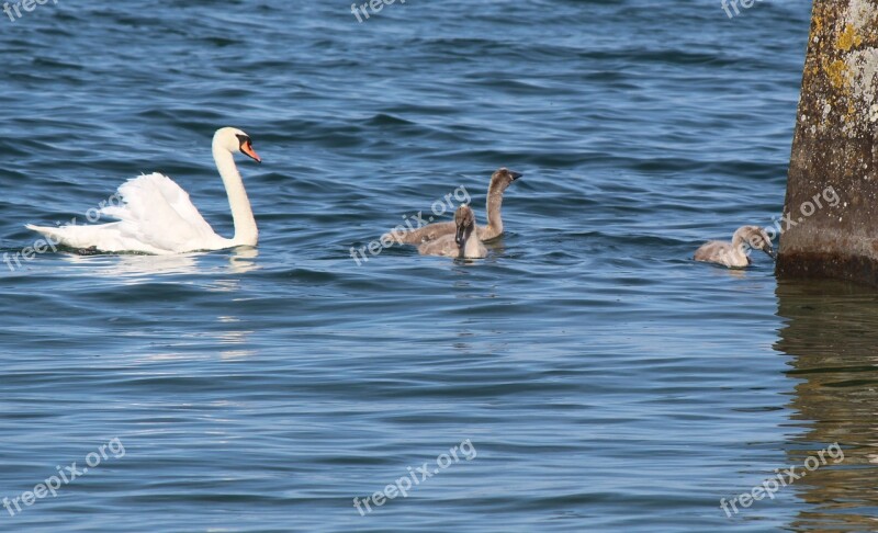 Family Swans Mother Young Idyll