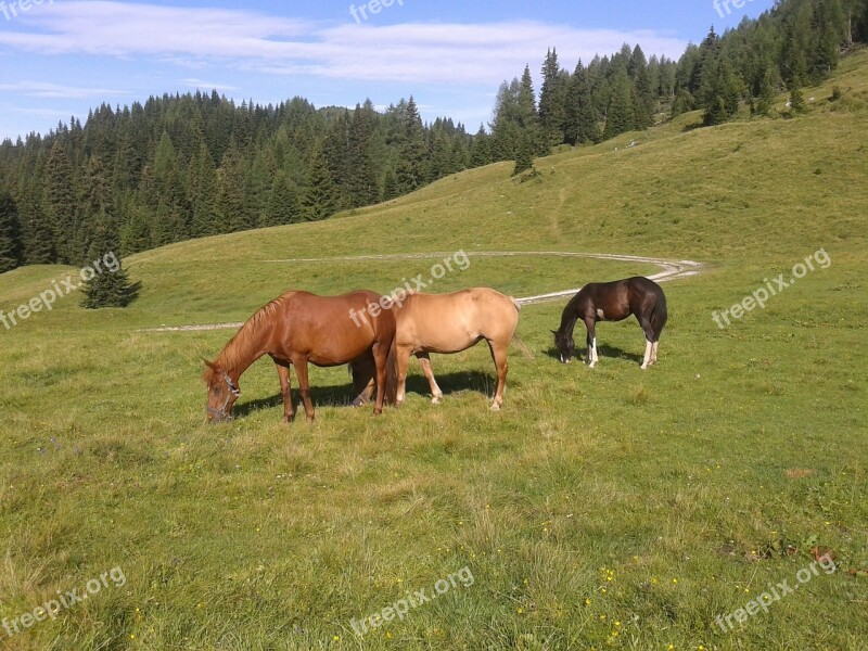 Horse Foal Mountain Forest Fir