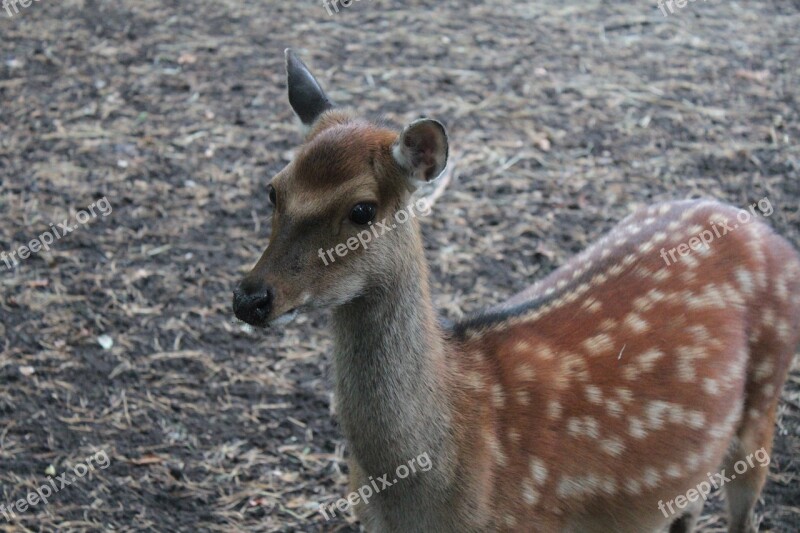 Fallow Deer Roe Deer Dama Dama Hirsch Wild