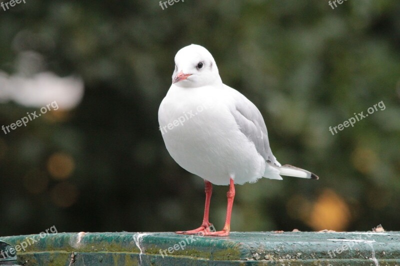 Black Headed Gull Bird Chroicocephalus Ridibundus Gulls Water Bird