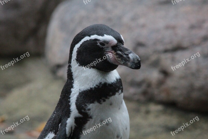 Humboldt Penguin Penguin Spheniscus Humboldti Peruvian Penguin Manchot De Humboldt