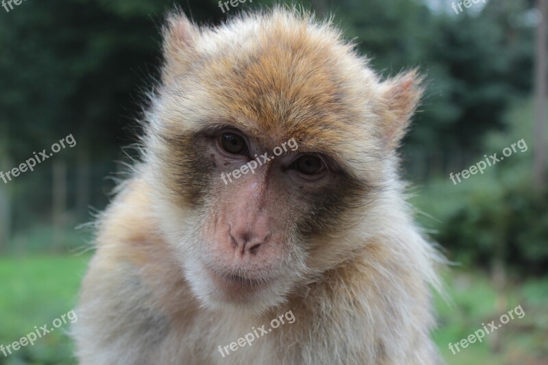 Animal Barbary Ape Monkey Ape Macaca Sylvanus