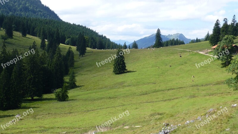 Bavaria Allgäu Bear Moss Alpe Cows Reported