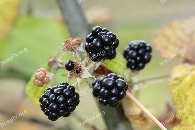 Blackberries Berries Berry Fruit Fruits Plant