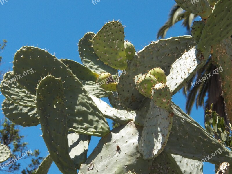 Cactus Nature Green Desert Landscape