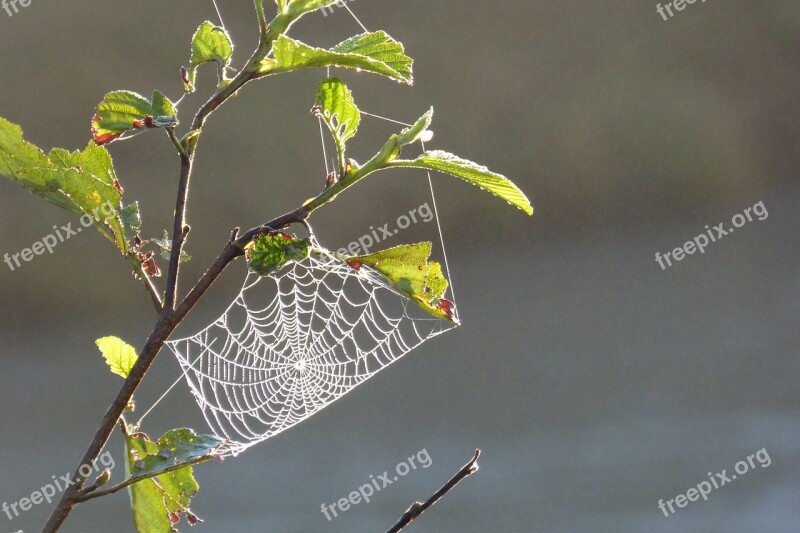 Cobweb Tender Backlighting Dew Moist