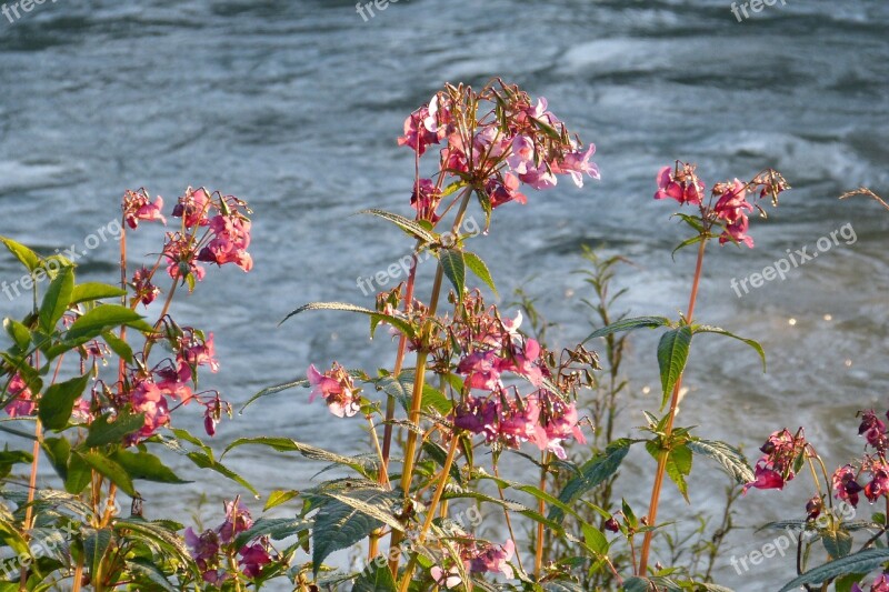 Balsam Indian Springkraut Water Flower Plant