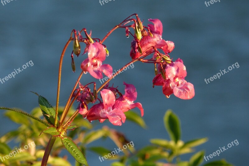 Balsam Indian Springkraut Flower Plant Seeds