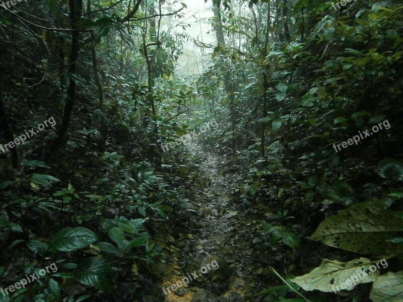 Jungle Rain Tropical Trail Hiking