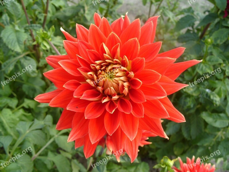 Flower Dahlia Red Free Photos