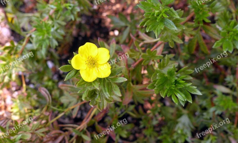 Potentilla Plant Flower Floral Yellow