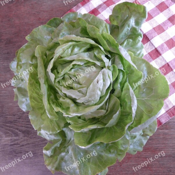 Lettuce Green Bio Salad Leaf Lettuce