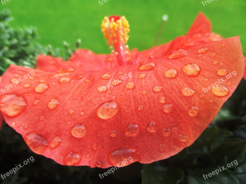 Flower Garden Hibiscus Blossom Bloom Beautiful