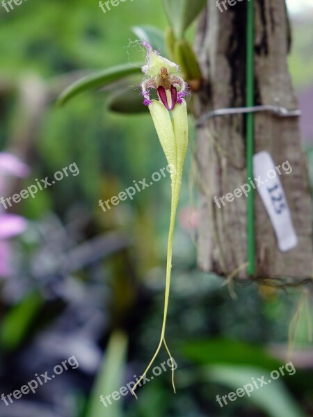 Orchid Flower Floral Bloom Branch