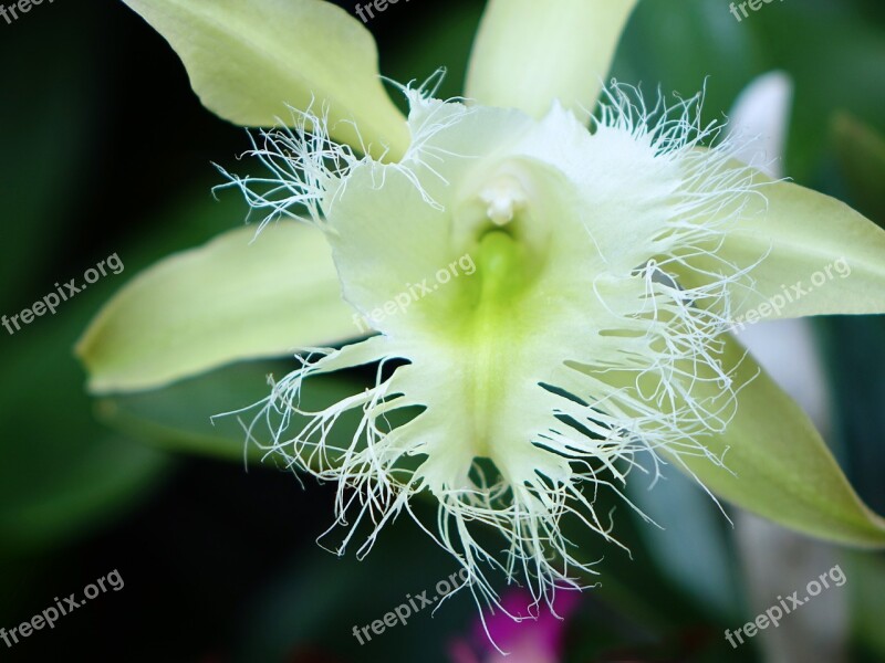 Orchid Flower Floral Bloom Branch