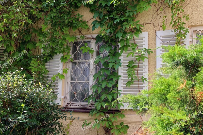 Window Ivy Wine Partner Wall Facade