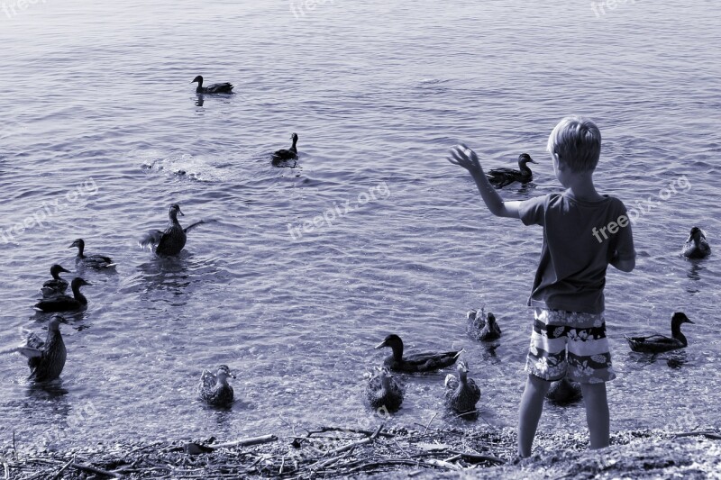 Ducks Child Feed Boy Waters