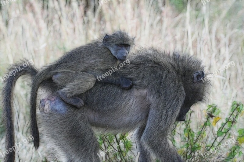 Baboons Baby Baboon Africa Monkey Ape