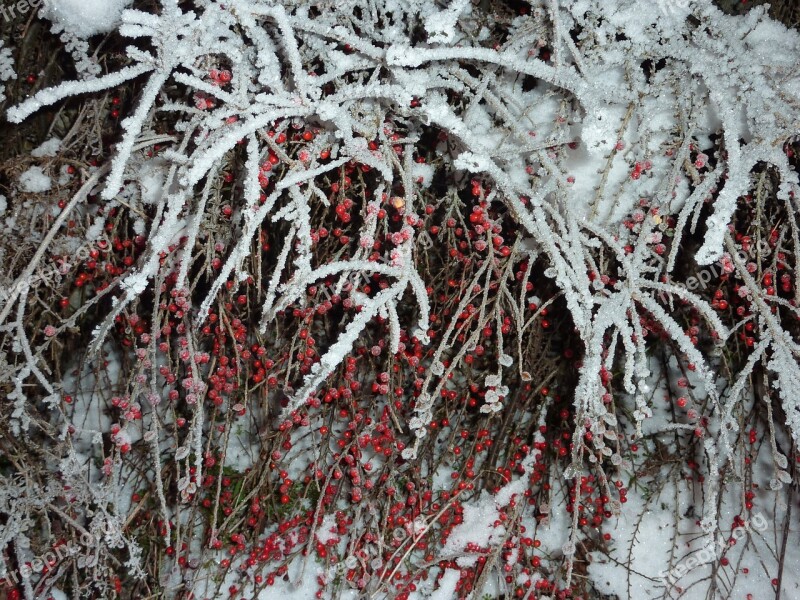 Winter Frost Berries Cold Frozen