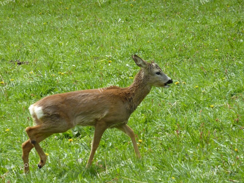 Roe Deer Wild Scheu Meadow Animal