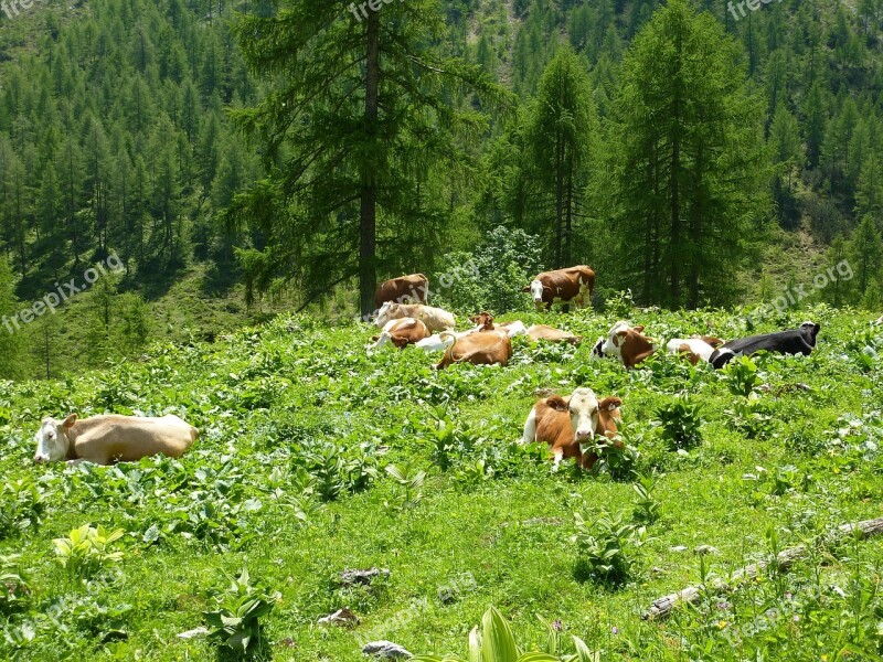 Cows Alm Rest Alpine Meadow Graze