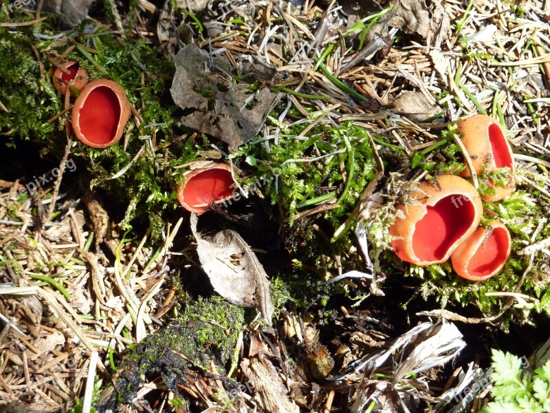 Vermilion Kelchbecherling Mushroom Scarlet Kelchbecherling Sarcoscypha Coccinea Red