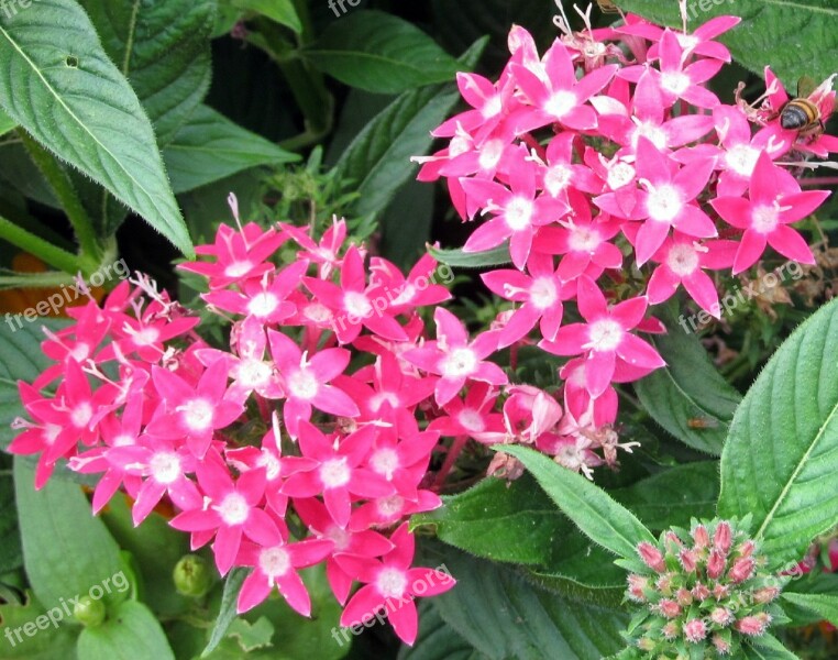 Pink Pentas Penta Flowers Pink Garden