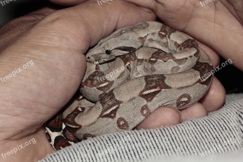 Snake Boa Boa Constrictor Imperator Emperor Boa Sunglow