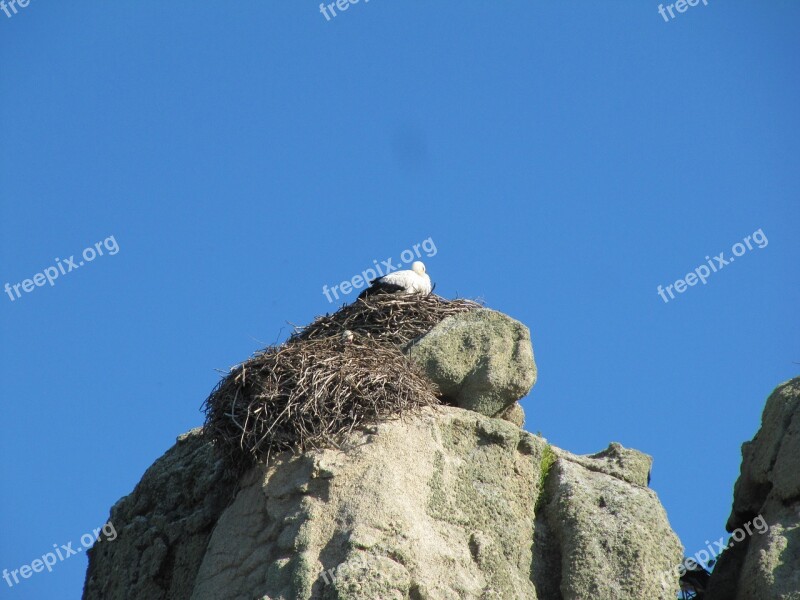 Stork Nest Nature Free Photos