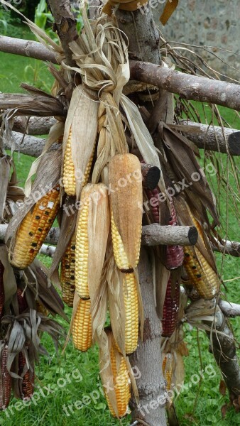 Corn Food Harvest Traditional Crop