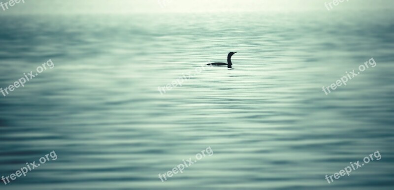 Goose Lake Water Peace Tranquility