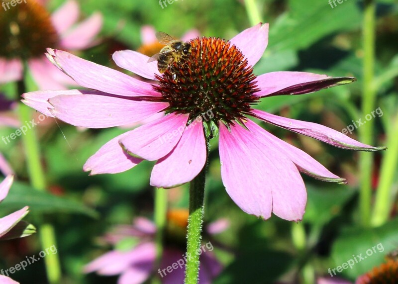 Flower Coneflower Purple Bee Pistil