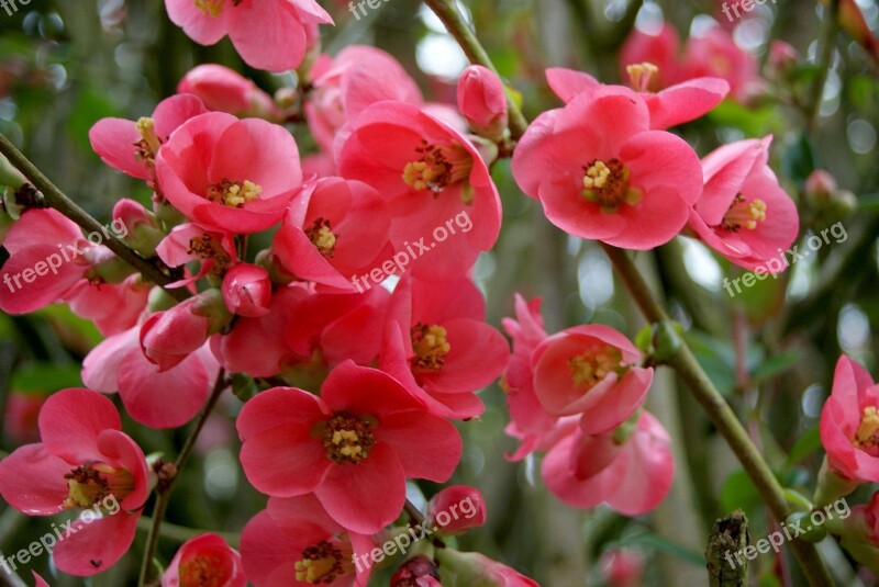 Flower Apple Japan Spring Pink Flowering