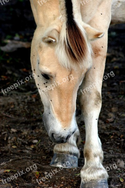 Horse Fjord Horse Flies Summer Animals