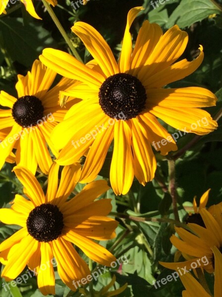 Coneflower Nature Flower Blossom Bloom