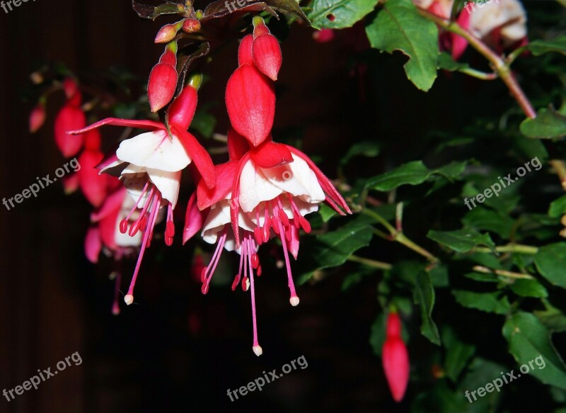 Flower Blossom Bloom Fuchsia Close Up