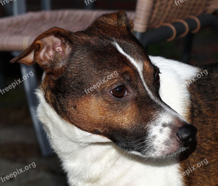 Dog Portrait Head Face Pet