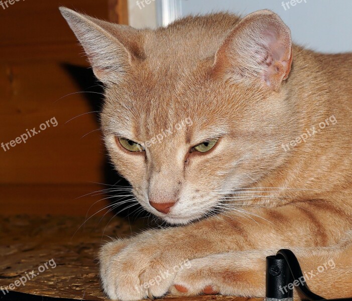 Cat Portrait Head Cat Face Domestic Cat