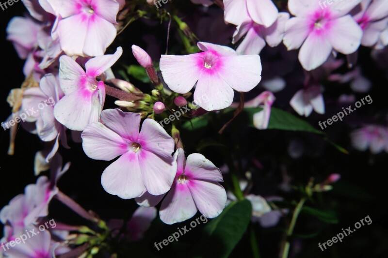 Flowers Pink Close Up Nature Flower Garden