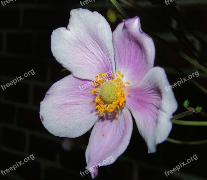 Flower Blossom Bloom Close Up Flower Garden