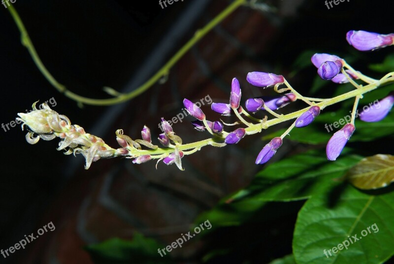 Blue Rain Flowers Climbing Plants Wisteria Toxic