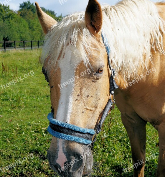 Horse Horse Head Pferdeportrait Eyes Saddle Horse