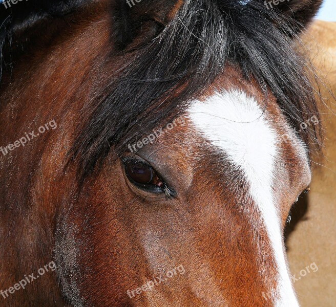 Horse Horse Head Close Up Eyes Friendly