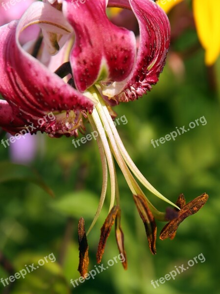 Turk's Cap Lily Lilium Martagon Turk's Cap Lily Lily Flower Blossom Red