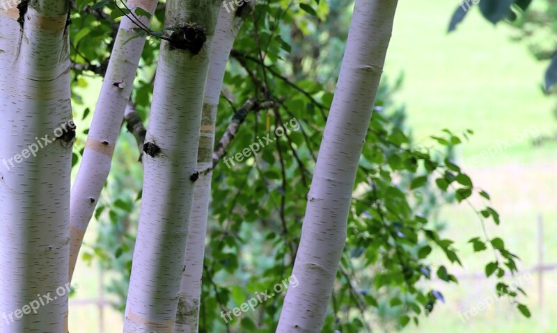 Himalayan Birch Birch White Bark Tree